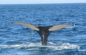 Parascending Tenerife